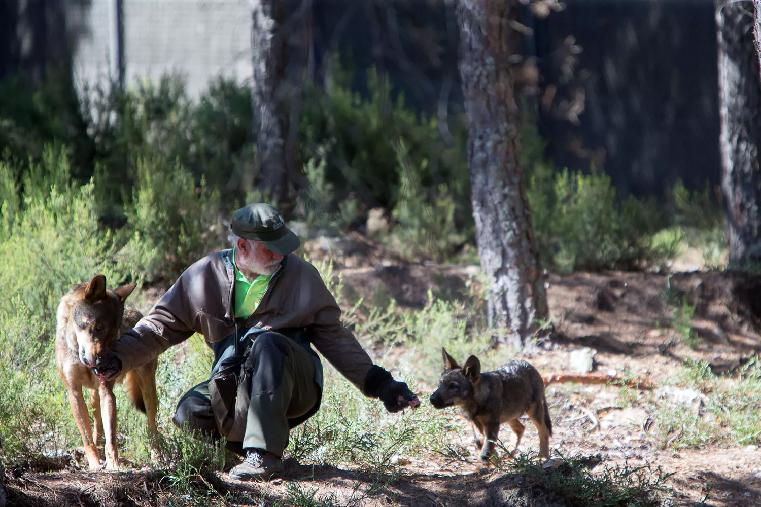 Lobos en el centro del lobo ibérico de Castilla y León