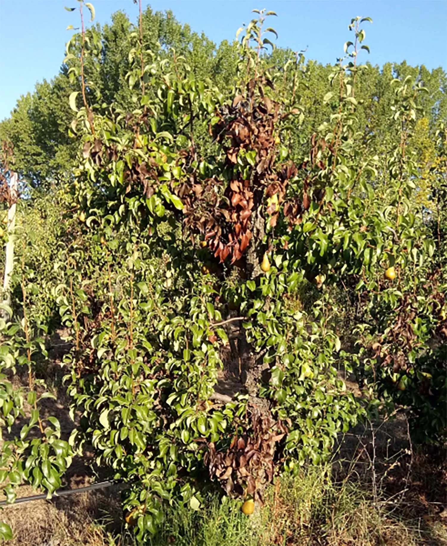 Fuego bacteriano en los frutales del Bierzo