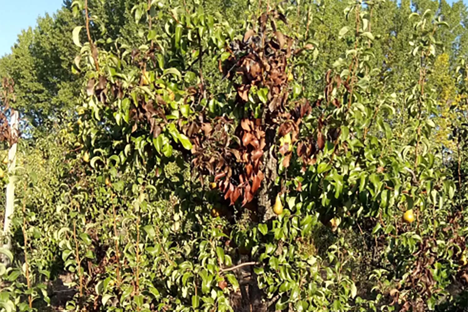 Fuego bacteriano en los frutales del Bierzo.