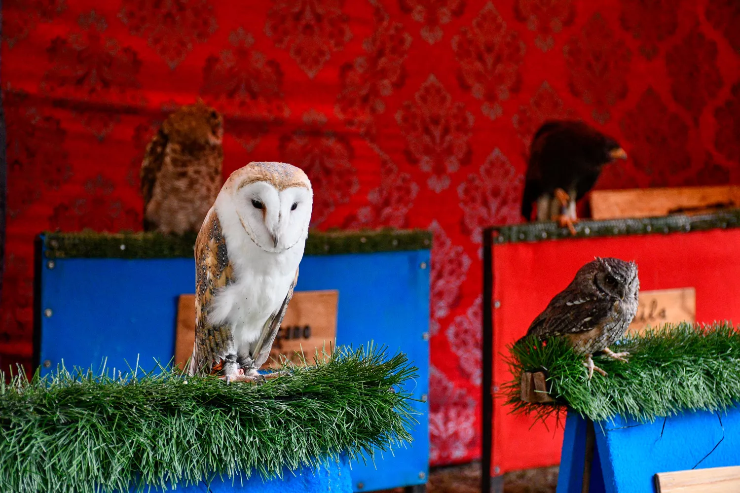 Mercado Medieval de La Encina 2024 (10)