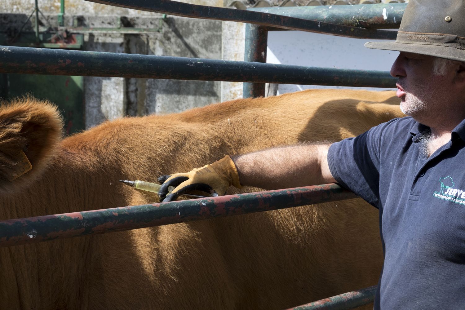 Veterinario inyecta medicamentos a una vaca infectada de EHE en una finca de la comarca de ledesma