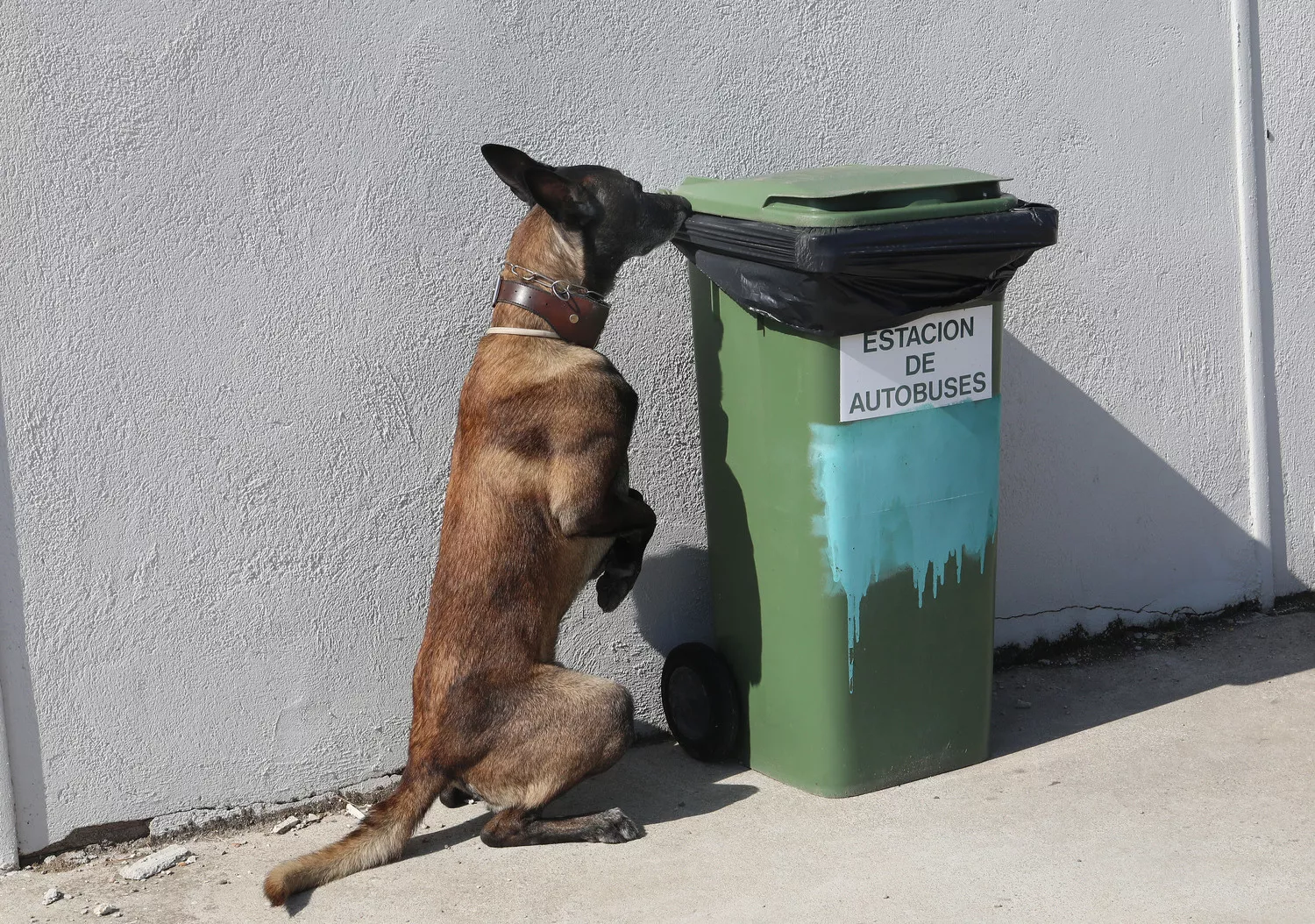 Unidad Canina de la Policía Local de Palencia (Uican)