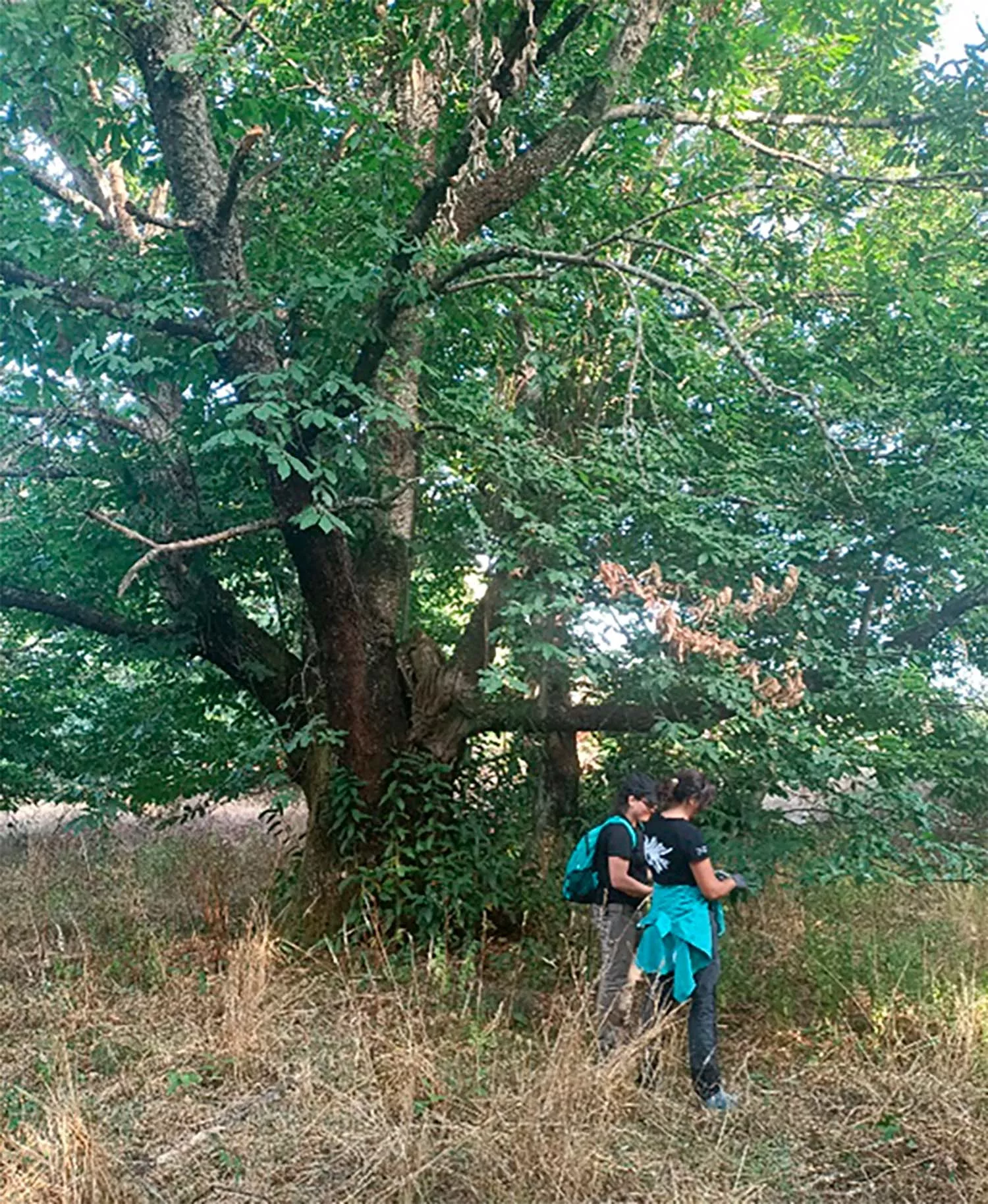 Equipo técnico de Cesefor, realizando actividades de muestreo en castaños del Bierzo