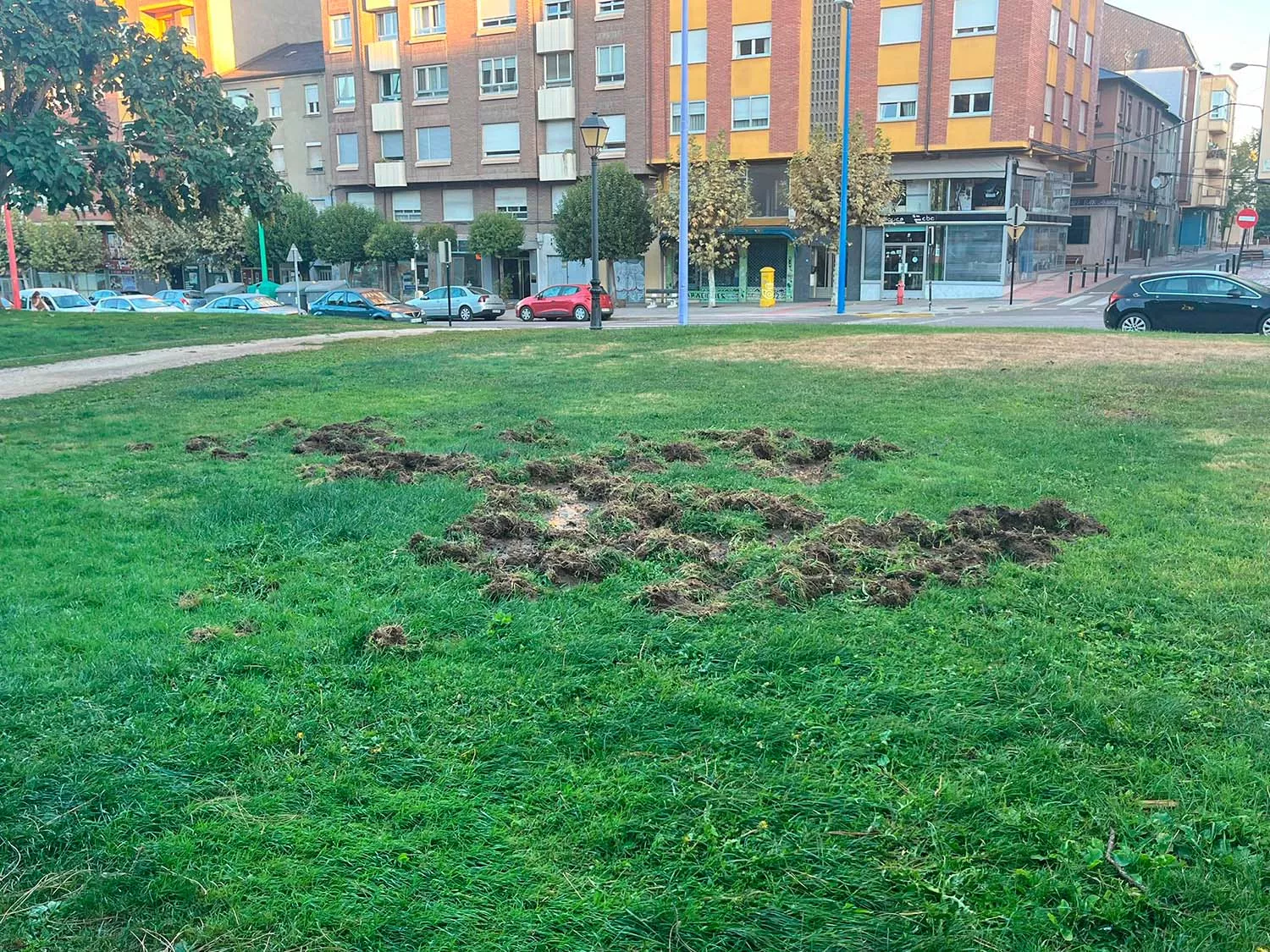 Marcas de Jabalíes en el parque del Temple (3)