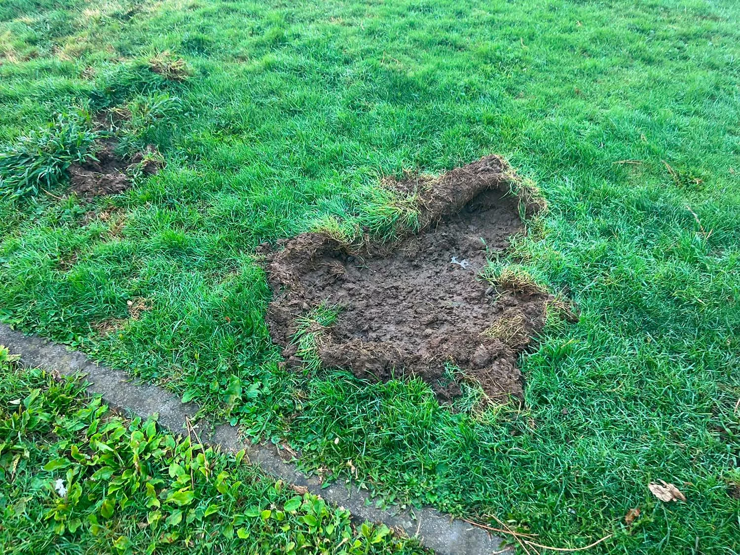 Marcas de Jabalíes en el parque del Temple