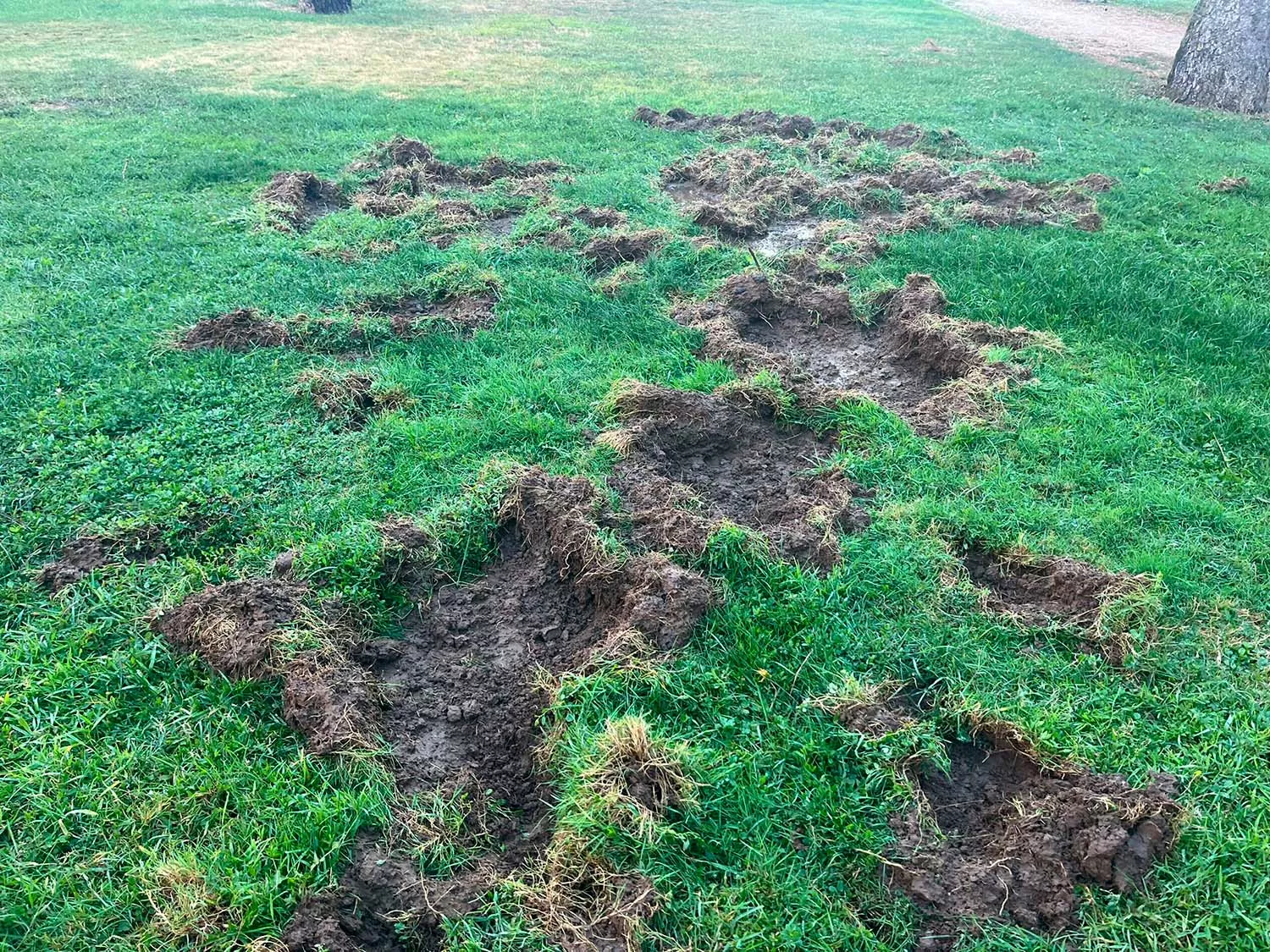 Marcas de Jabalíes en el parque del Temple (1)