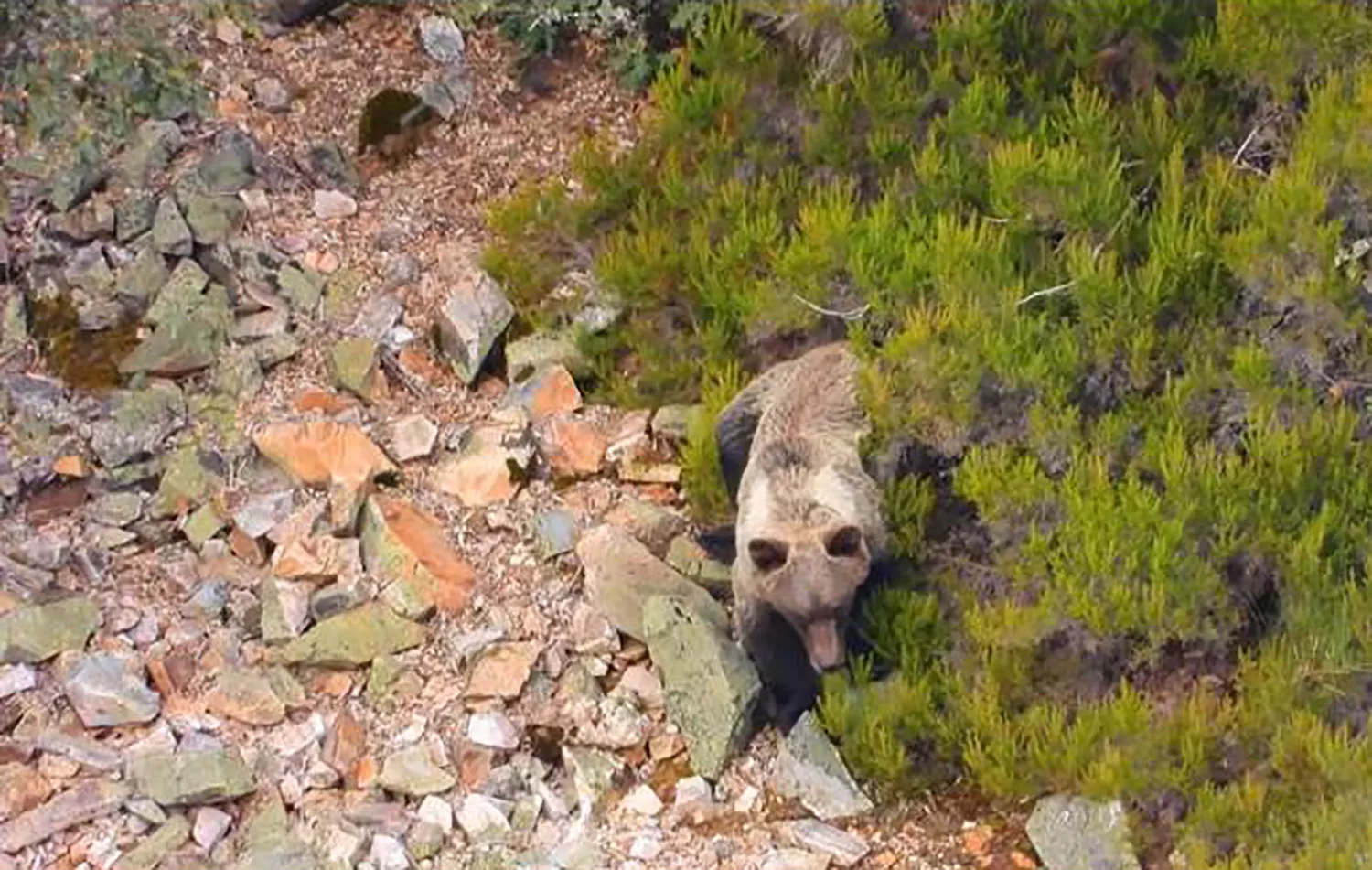 Un oso recorre el valle de Oceo en Quintana de Fuseros