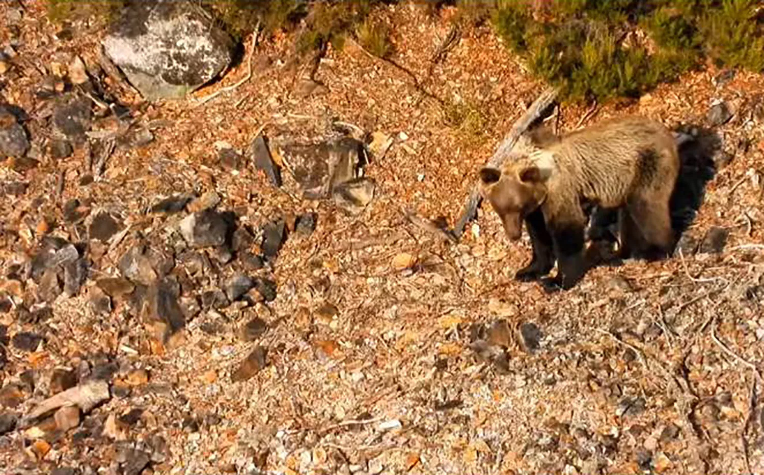 Oso en el Valle de Oceo | Instagram Quintana de Fuseros