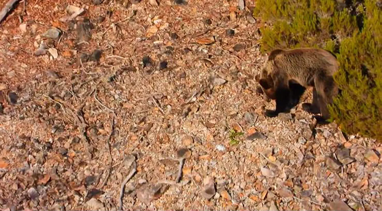 Oso en el Valle de Oceo | Instagram Quintana de Fuseros