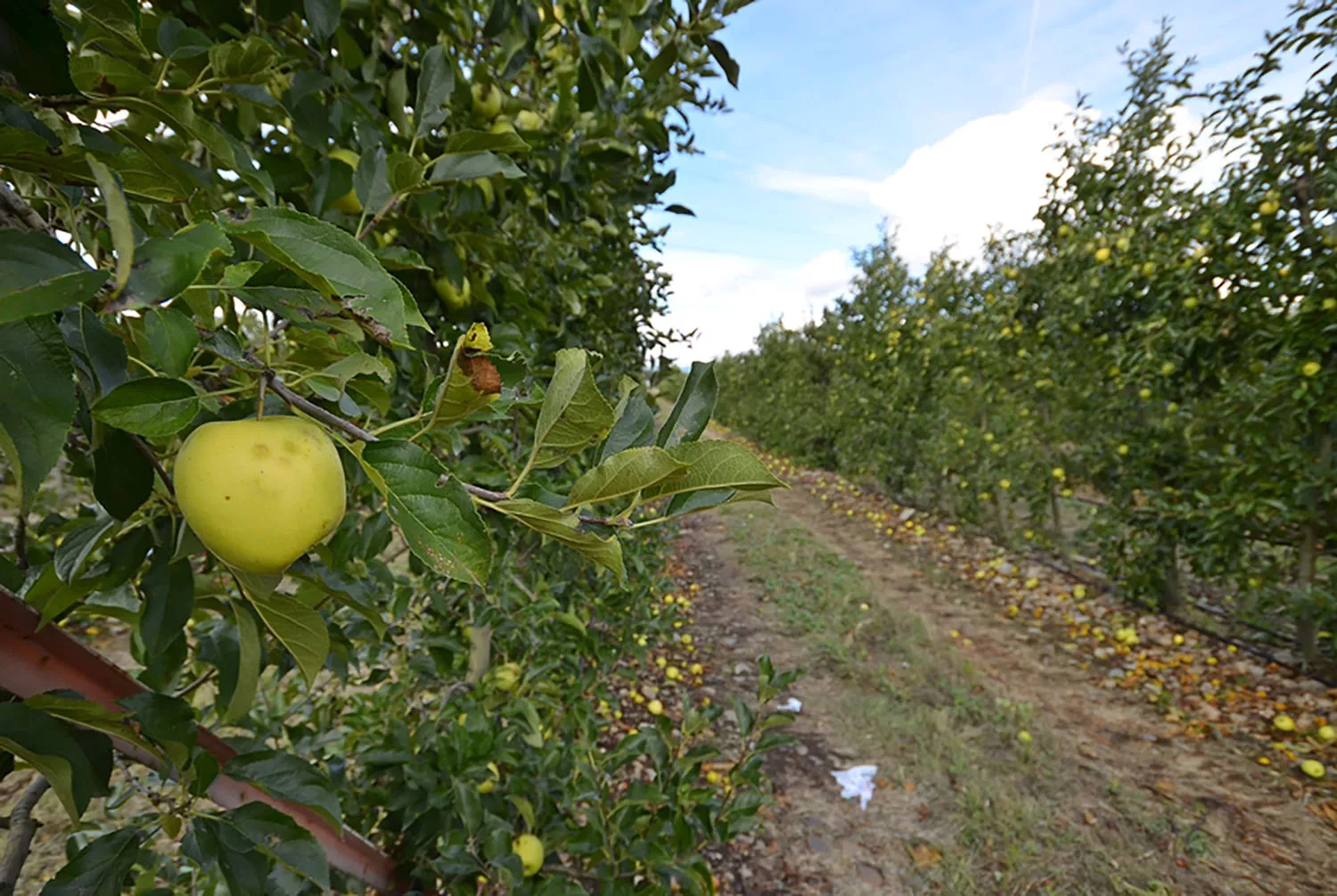 La producción de Manzana Reineta del Bierzo cae un 40% por las granizadas de junio