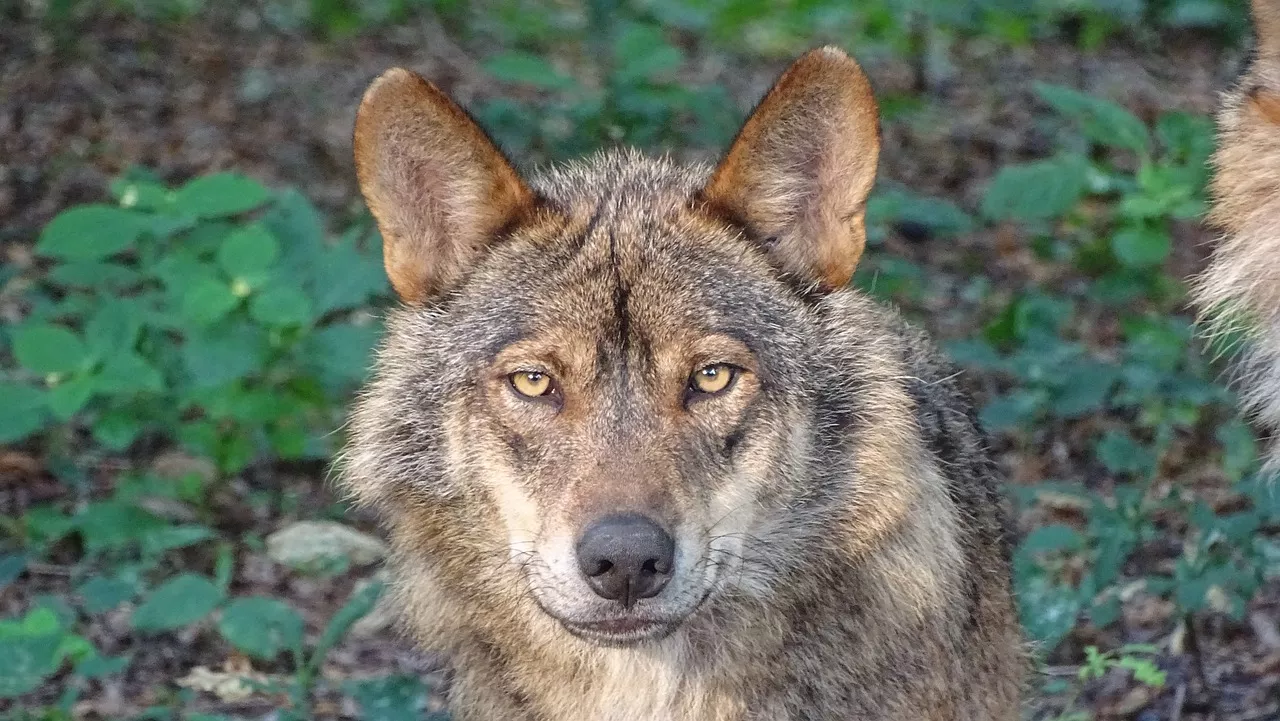 Lobo ibérico