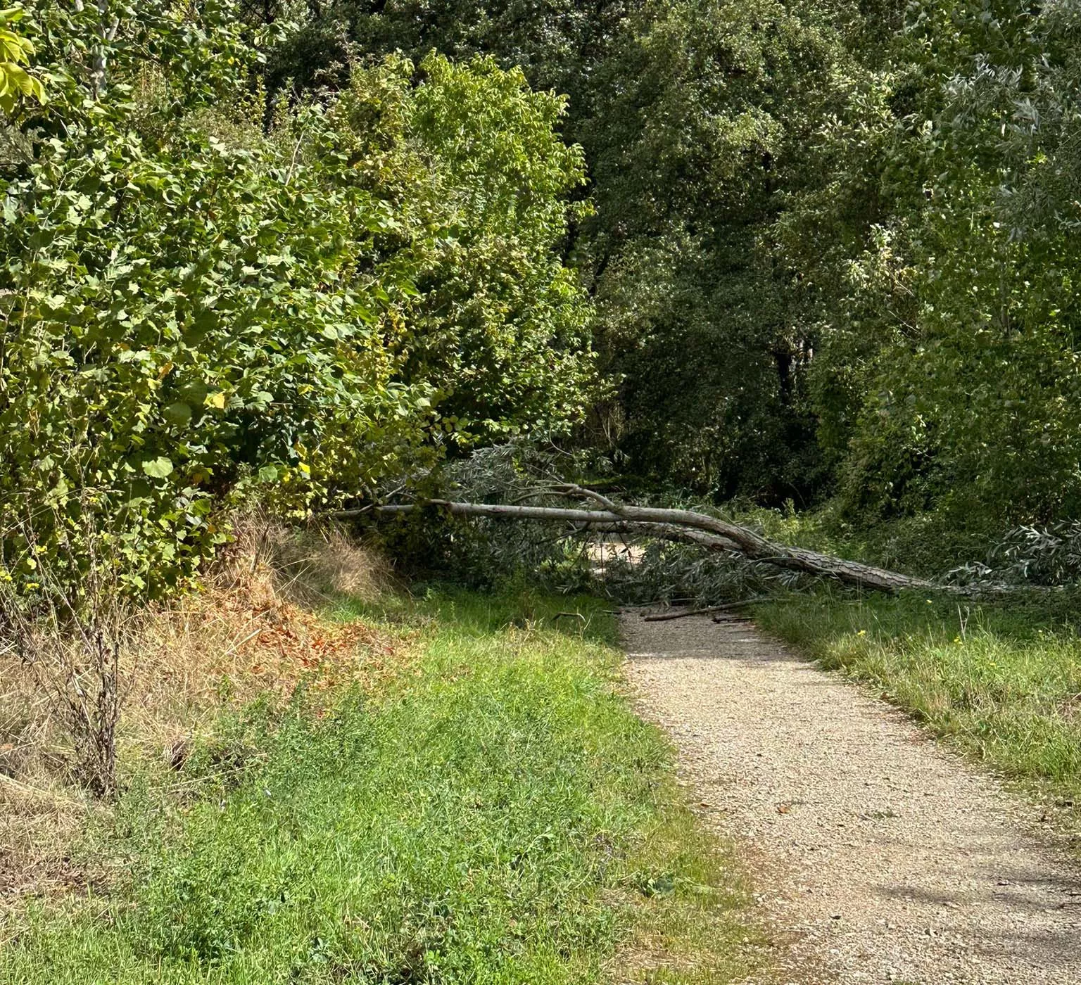 Árbol caído en el Paseo del Río cerca de la fuente del azufre