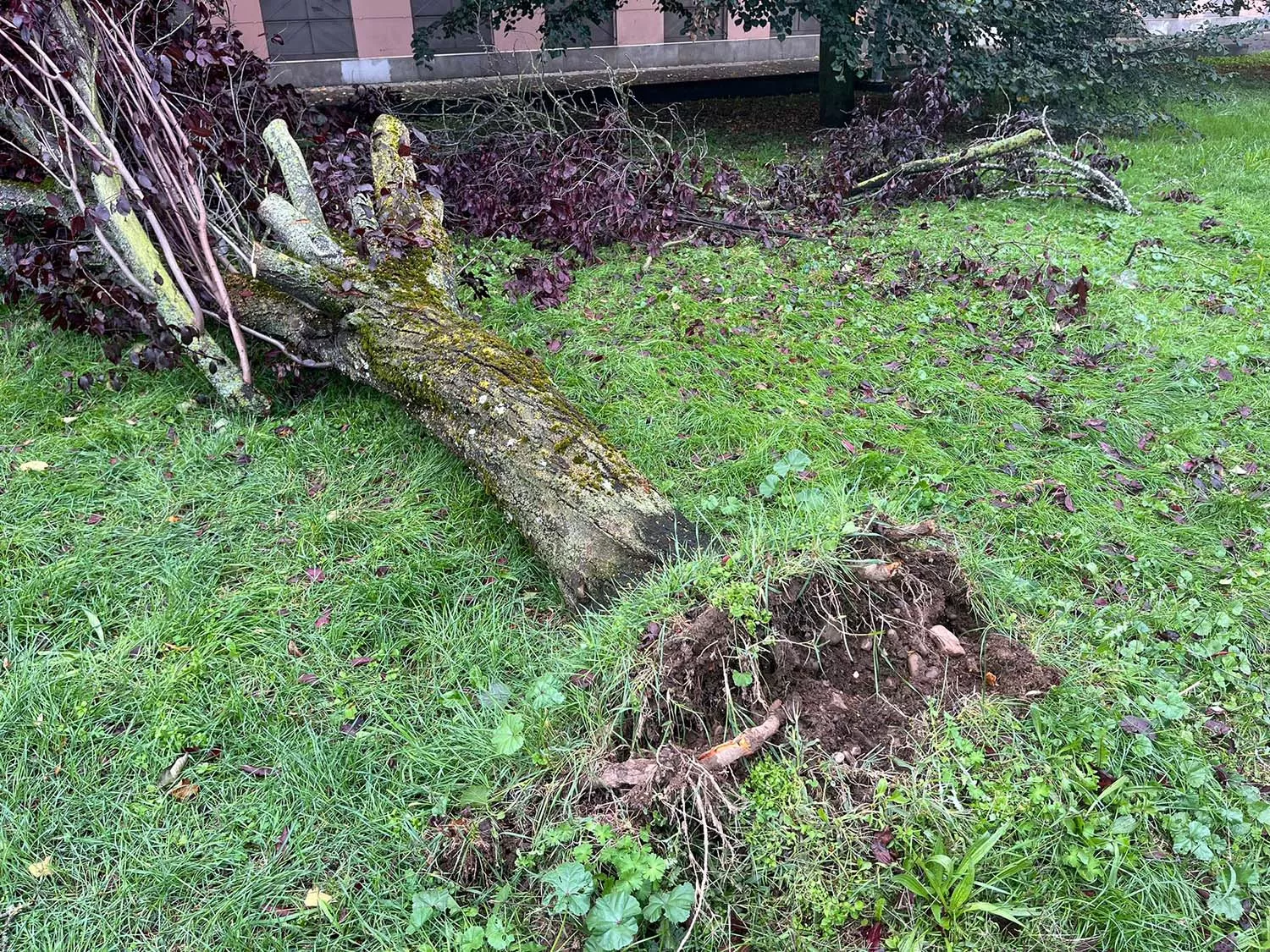 Árbol caído frente a la zona verde del IES Europa