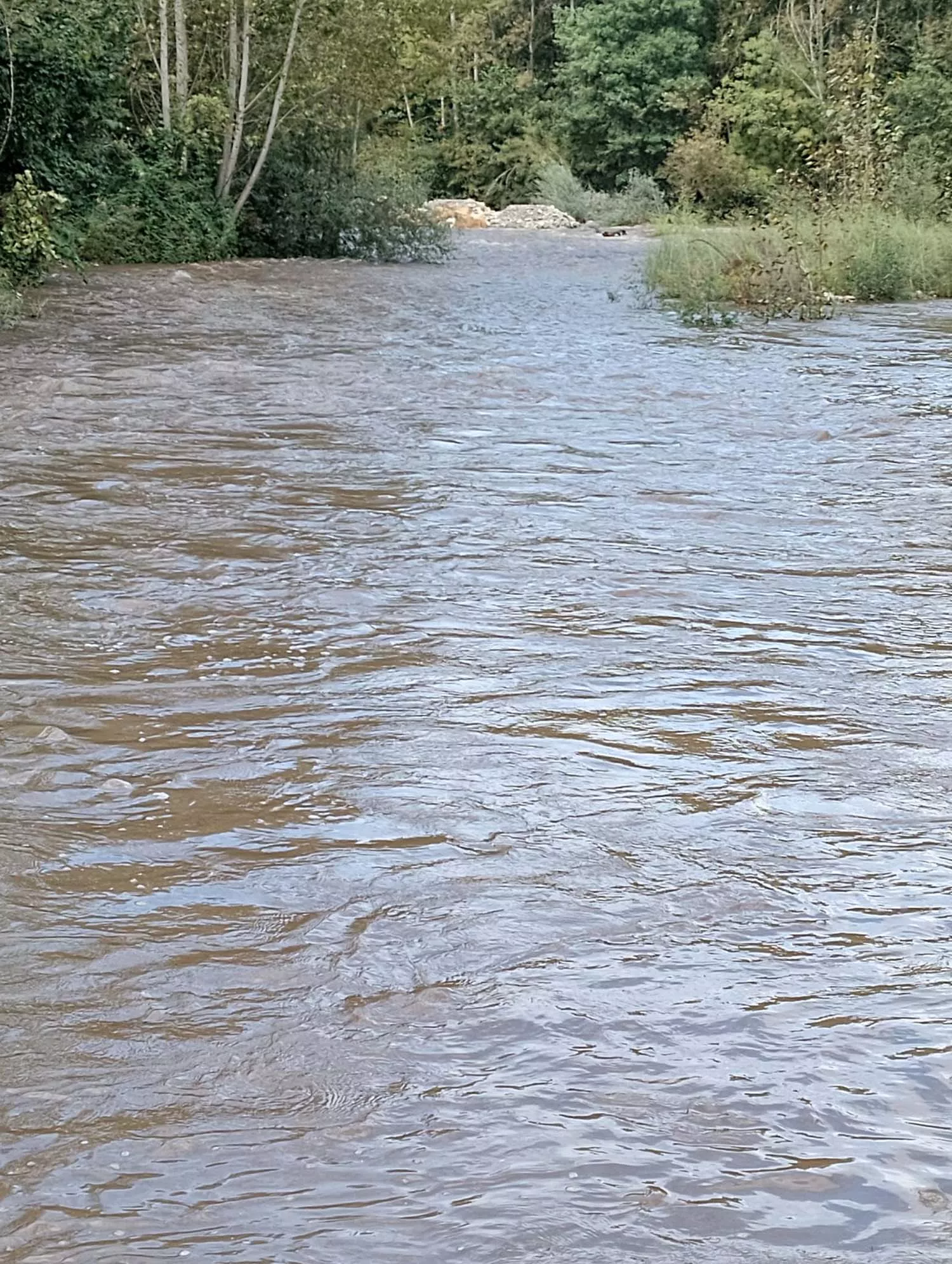 El río Cúa desbordado en Carracedelo 