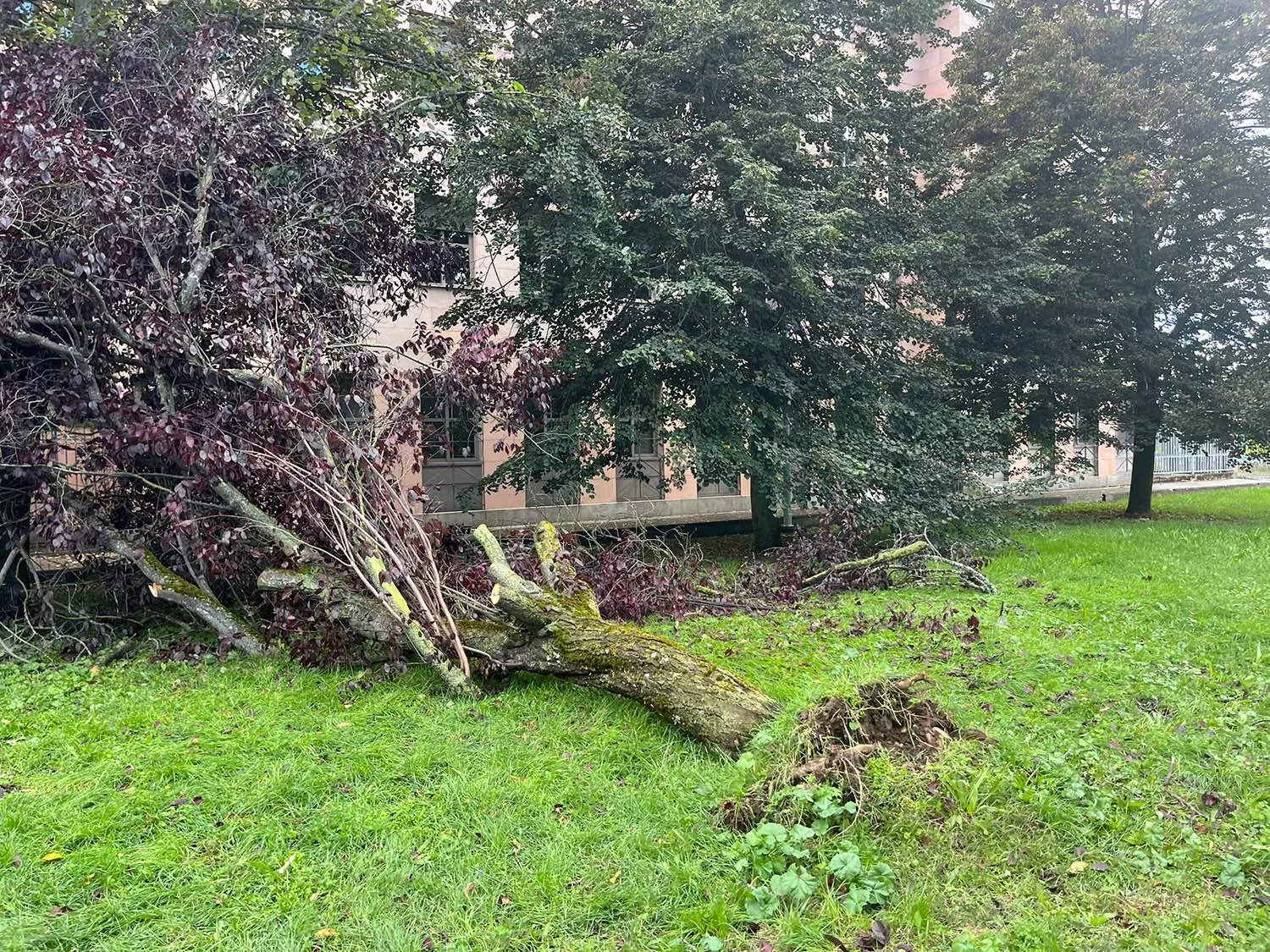 Árbol caído frente a la zona verde del IES Europa