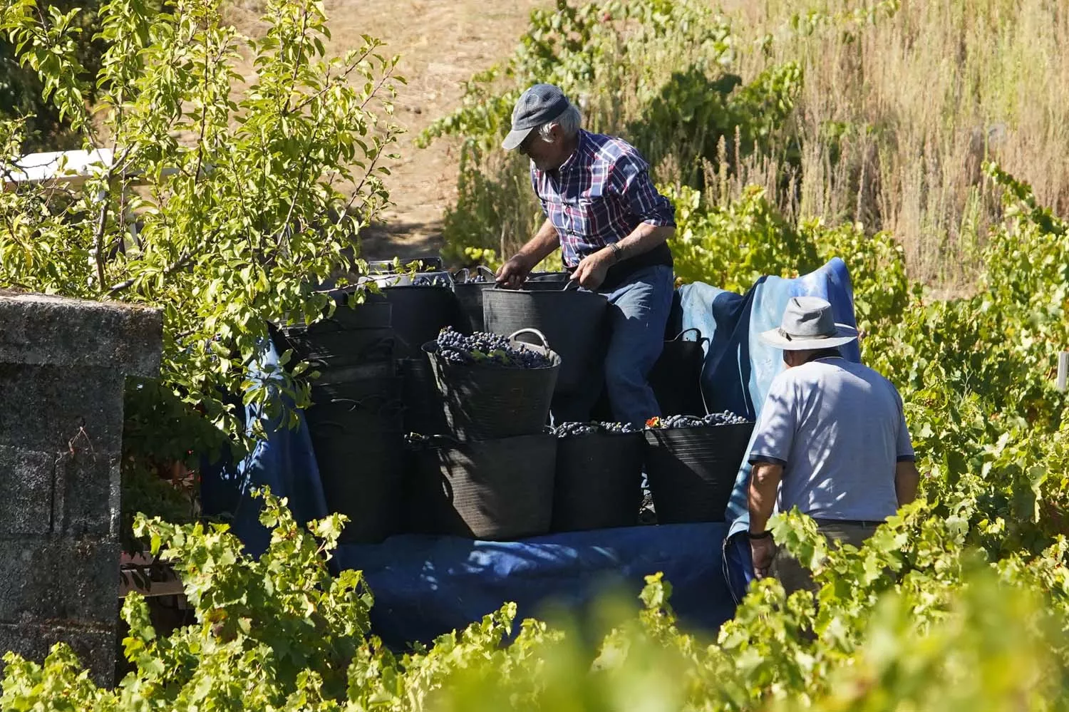 Primeros días de vendimia en la Denominación de Origen Bierzo 