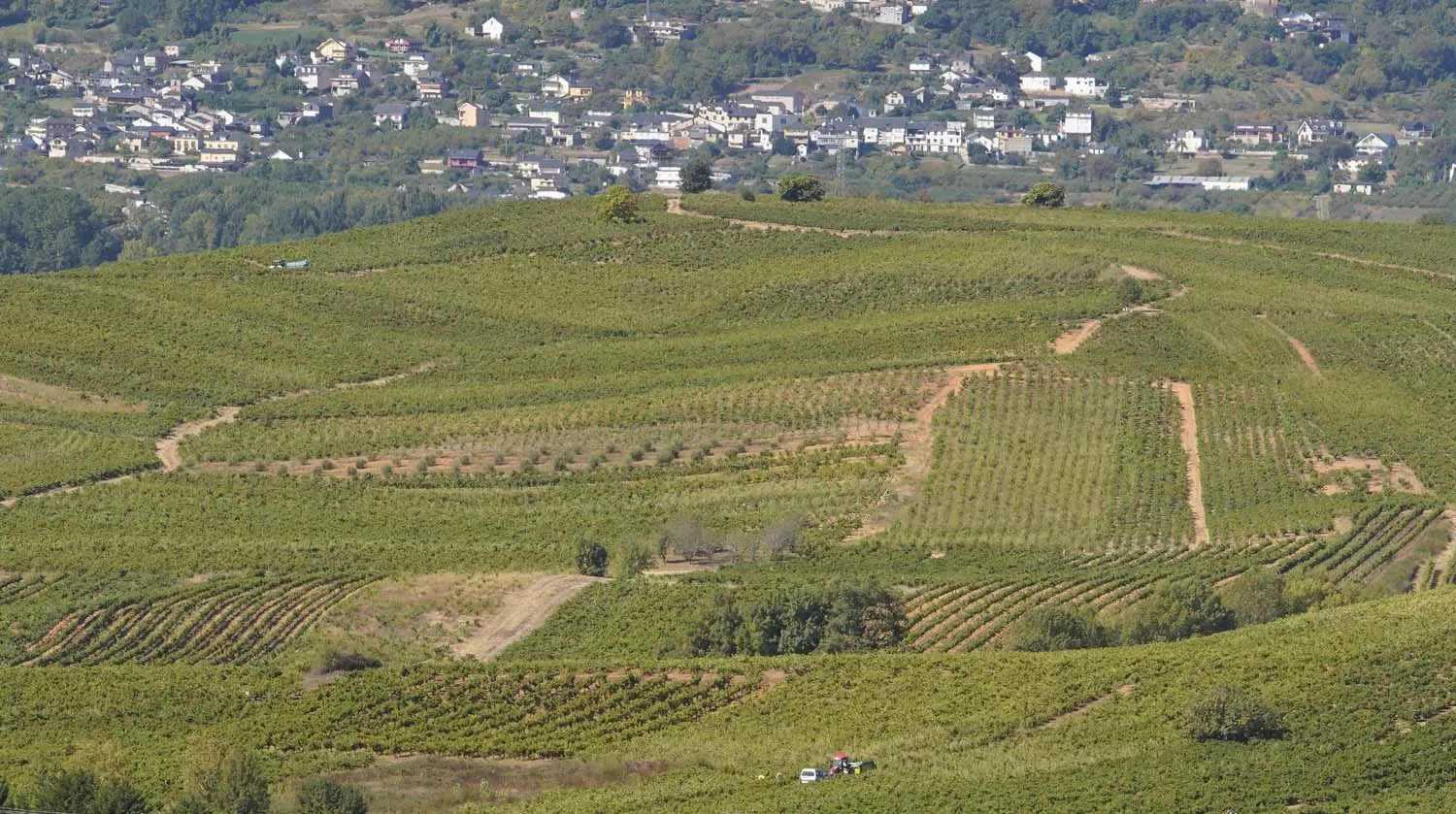 Primeros días de vendimia en la Denominación de Origen Bierzo 