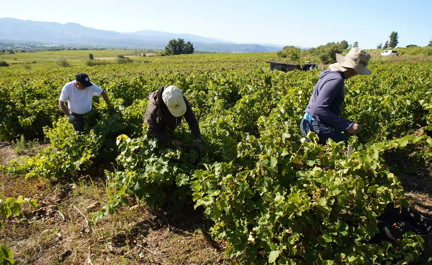 Primeros días de vendimia en la Denominación de Origen Bierzo 