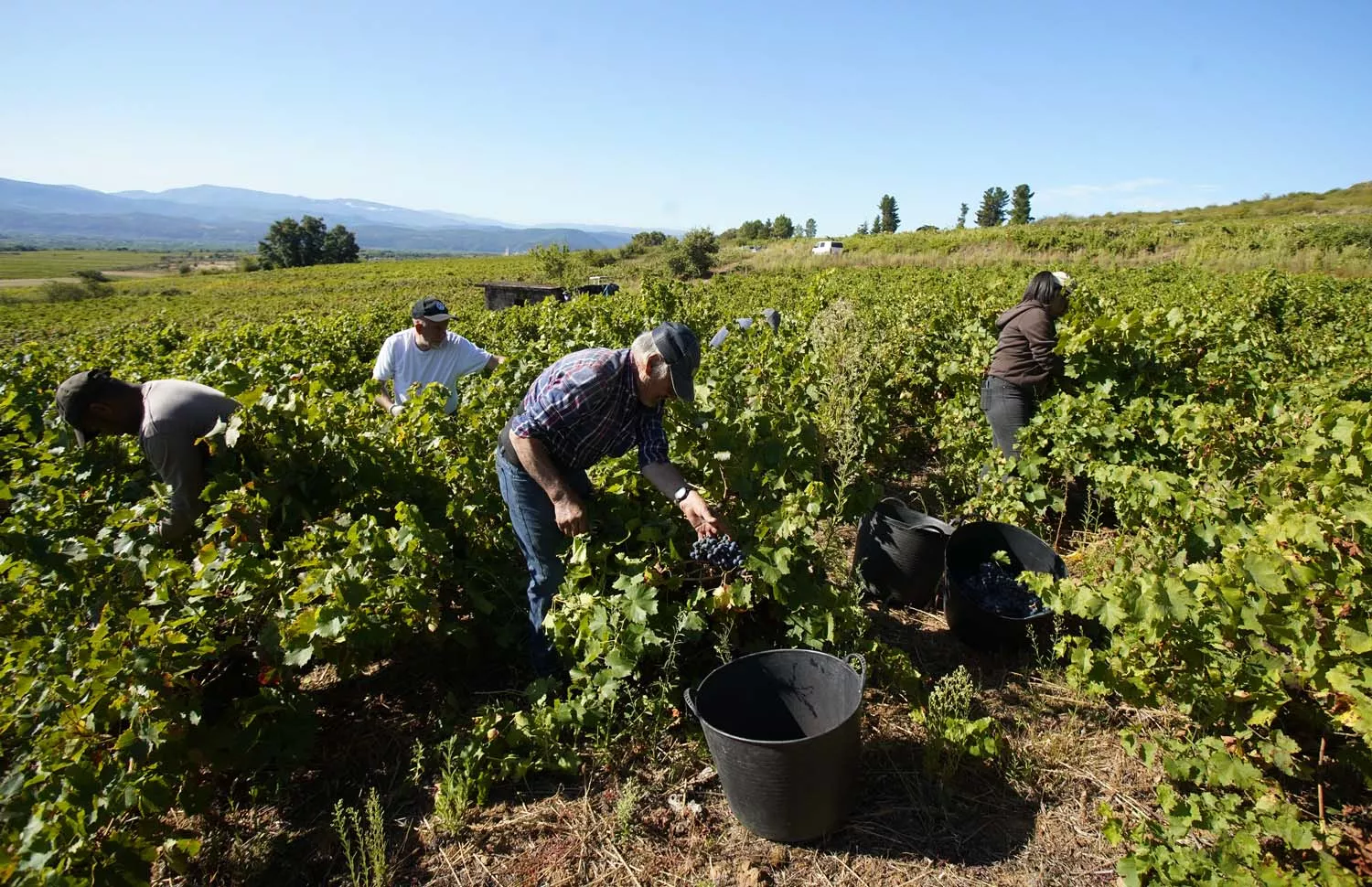 Primeros días de vendimia en la Denominación de Origen Bierzo 