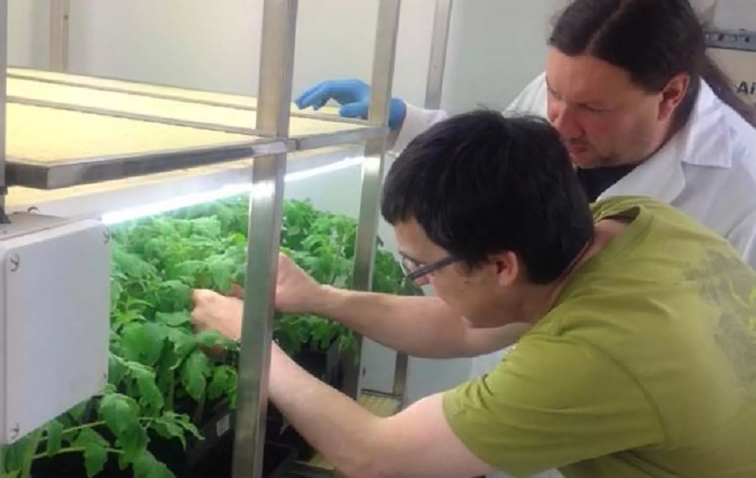 Científicos del campus de Ponferrada identifican un gen clave para evitar daños en cultivos agrícolas