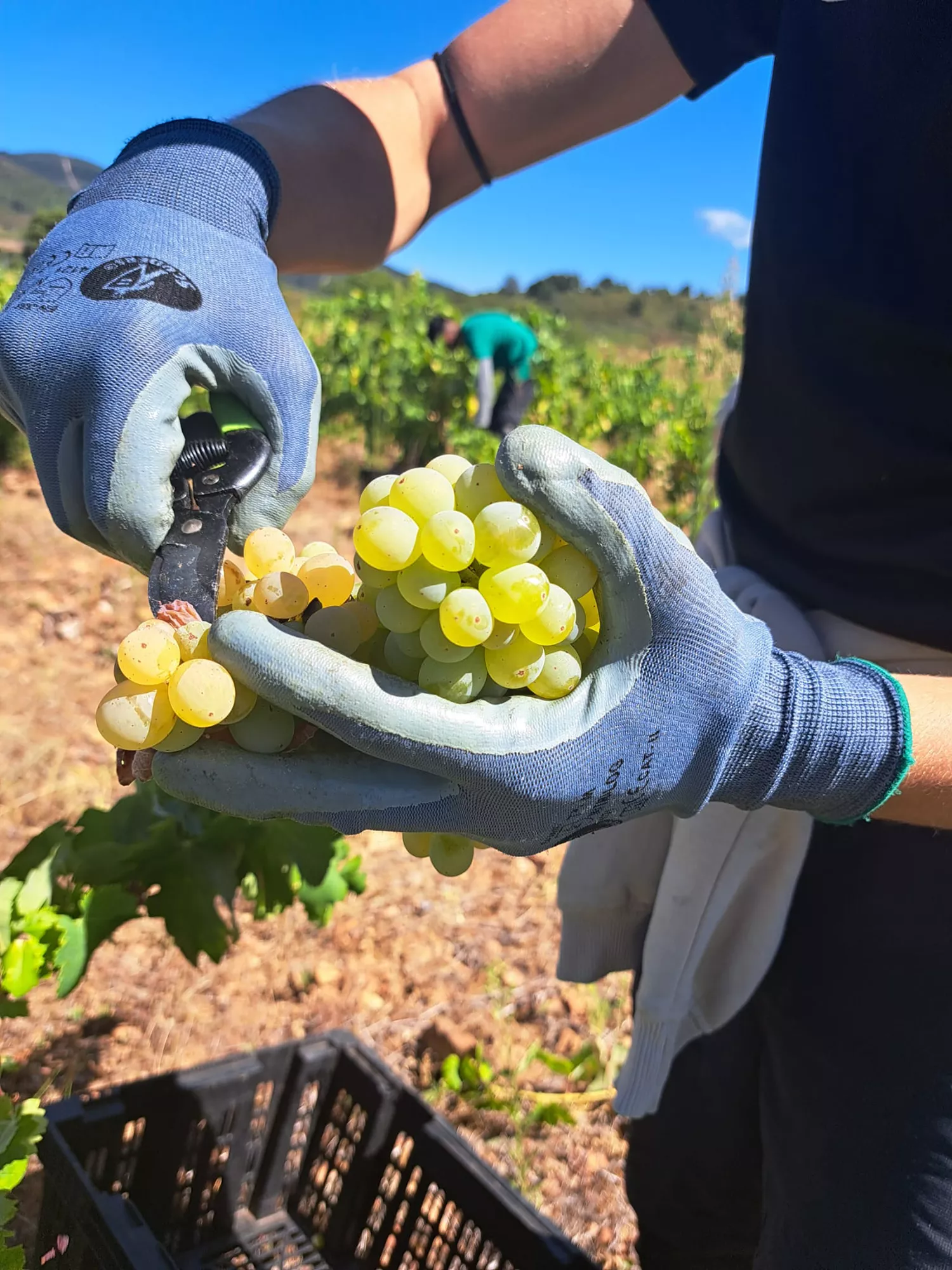 Vendimia DO Bierzo 2024