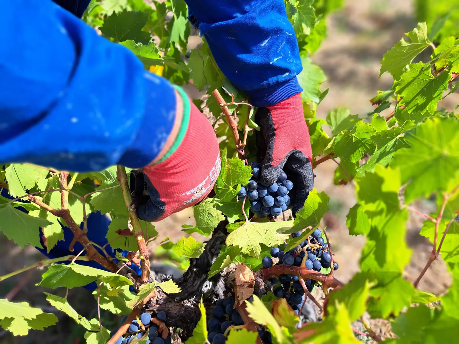 Vendimia de la DO Bierzo 2024