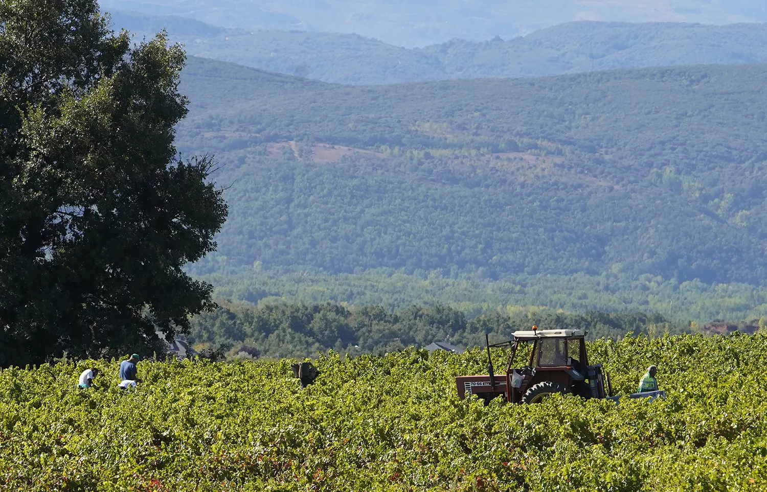 Vendimia Do Bierzo | César Sánchez - ICAL