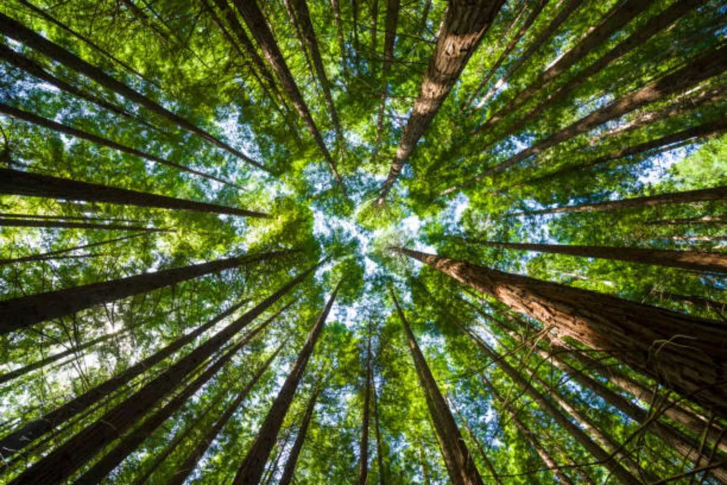 Bosque - iStock| Castilla y León aprueba el I Plan trienal de Educación Ambiental que contará con más de cinco millones hasta 2026