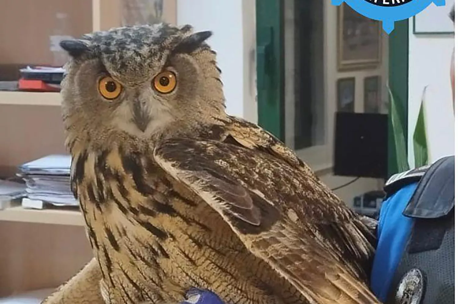 Rescatan a un búho atrapado en el patio interior de un edificio en Ponferrada