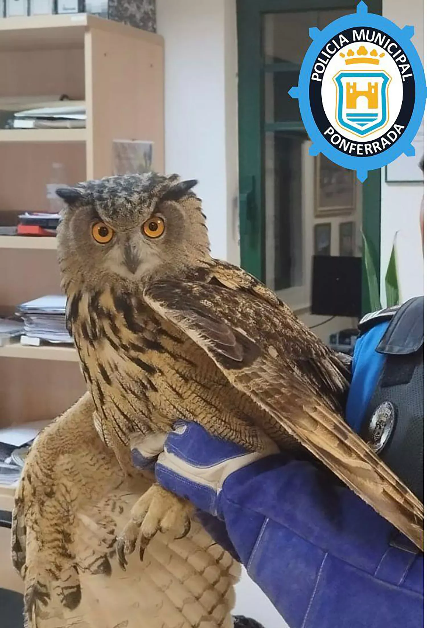 Rescatan a un búho atrapado en el patio interior de un edificio en Ponferrada