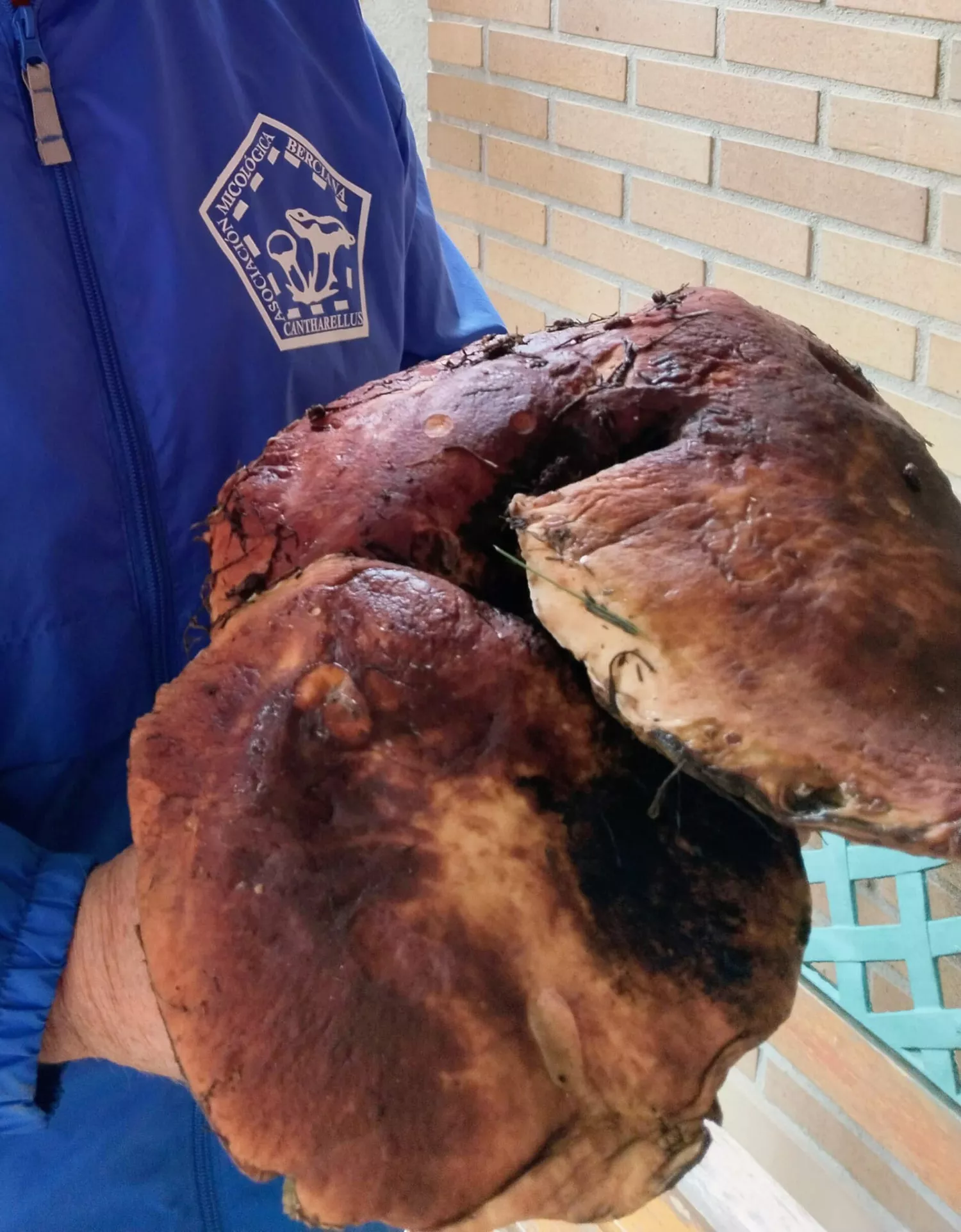 Boletus pinícola de 3 kilos en El Bierzo | Foto: Asociación Micológica Berciana Cantharellus