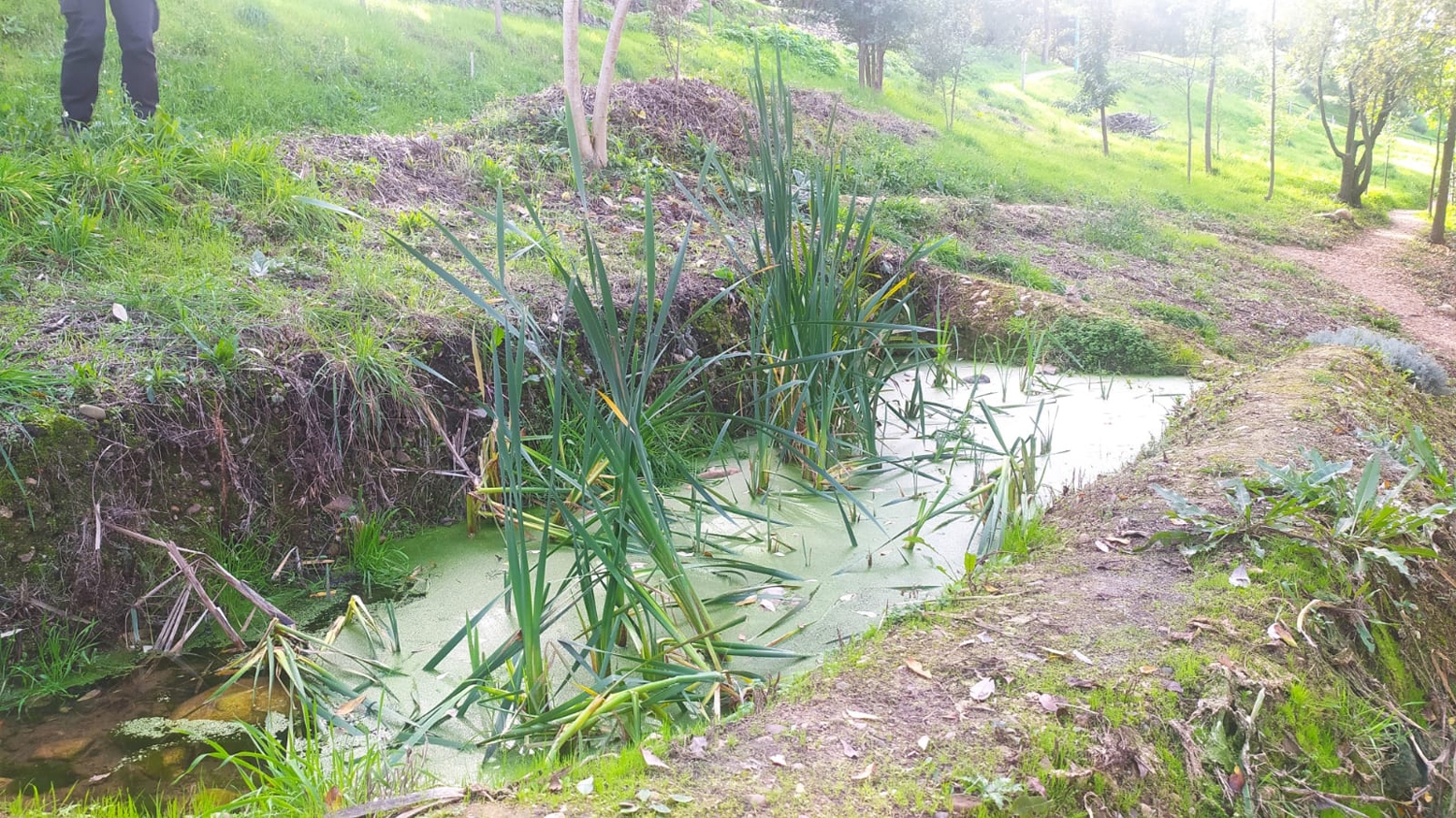 Ladera del Plantío (12)