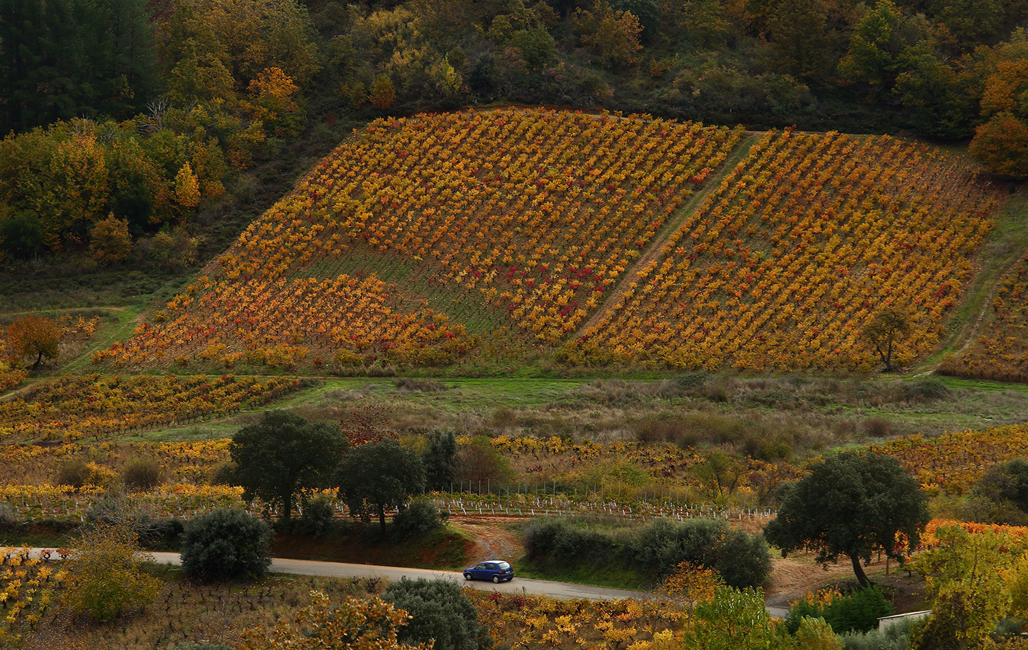 Viñedos en El Bierzo