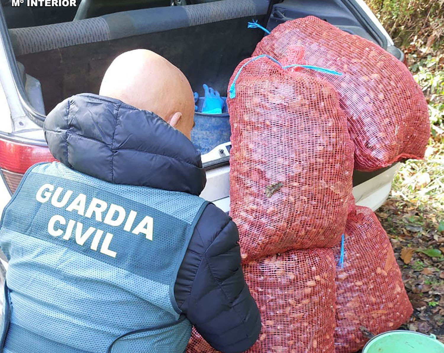 Robo de castañas en El Bierzo