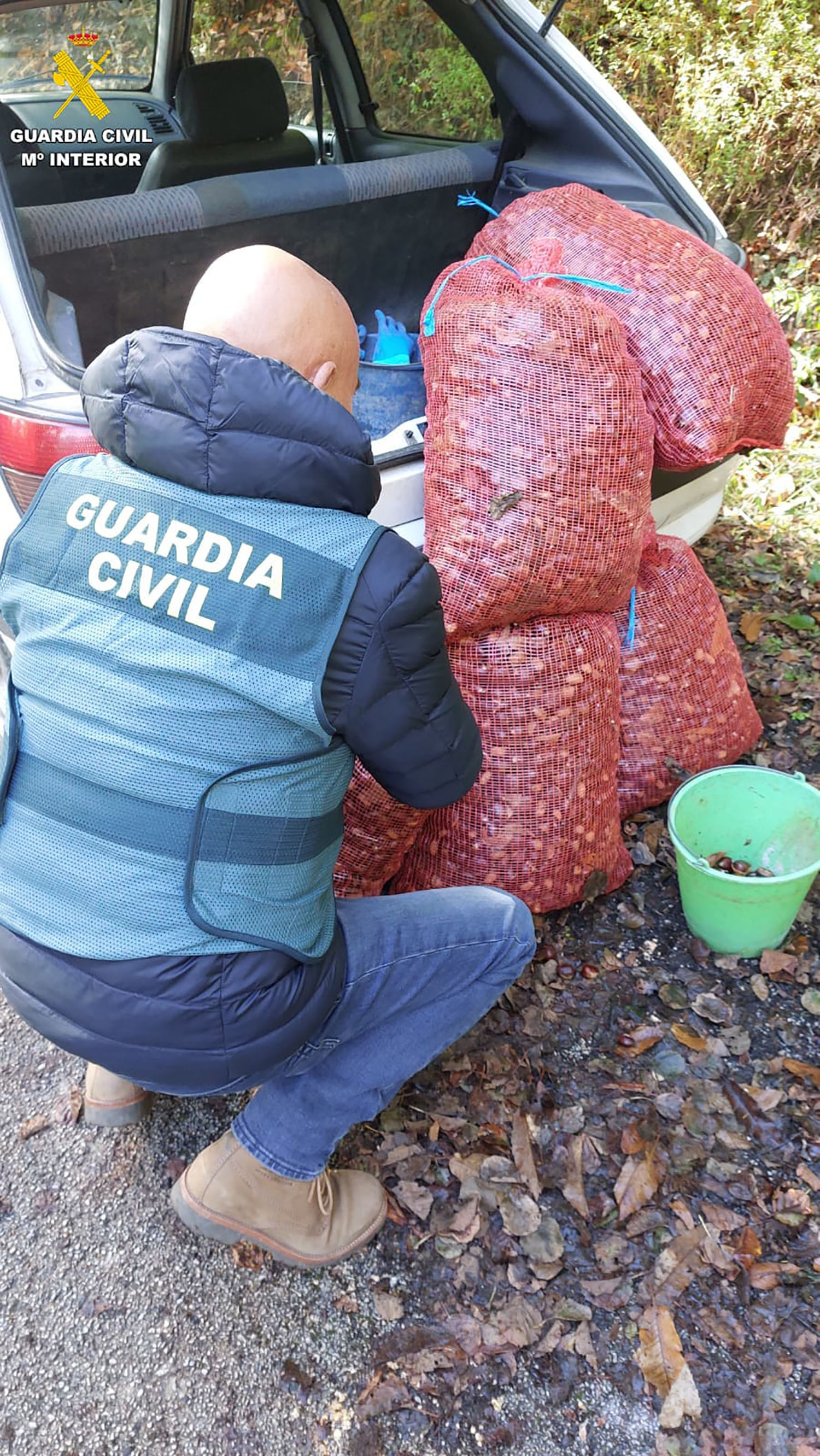 Robo de castañas en El Bierzo