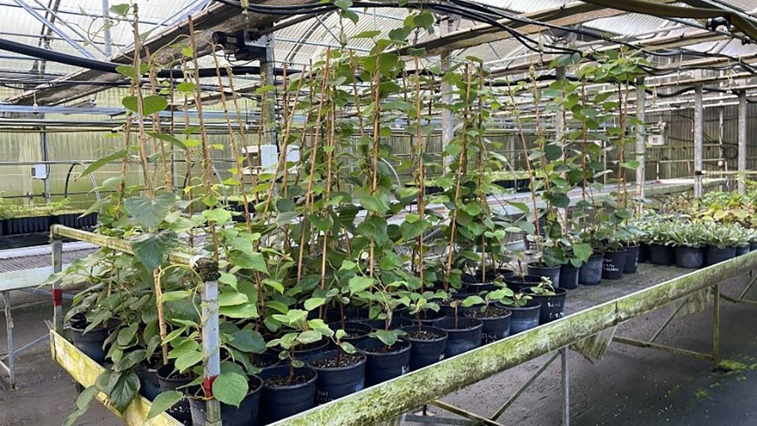 Plantas cedidas al Ayuntamiento de Sancedo 