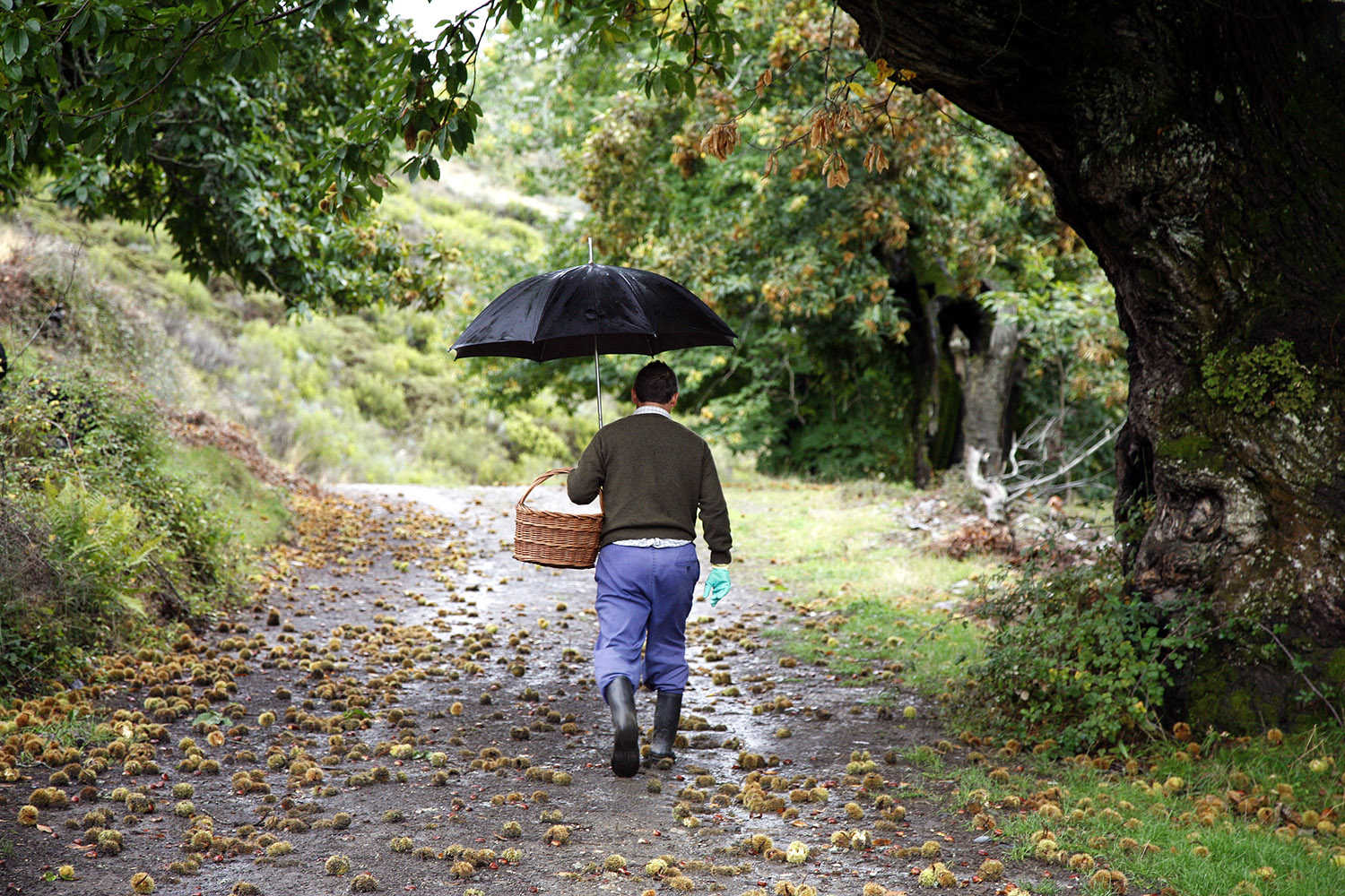 Un hombre apeando castañas en otoño en El Bierzo 