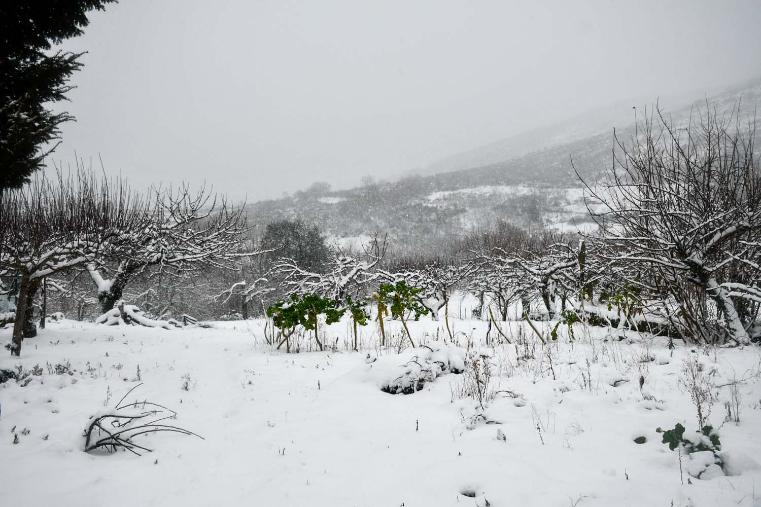 La borrasca Herminia deja un manto de nieve en San Cristobal de Valdueza  (24)