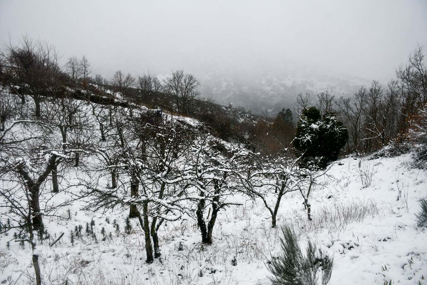 La borrasca Herminia deja un manto de nieve en San Cristobal de Valdueza  (21)