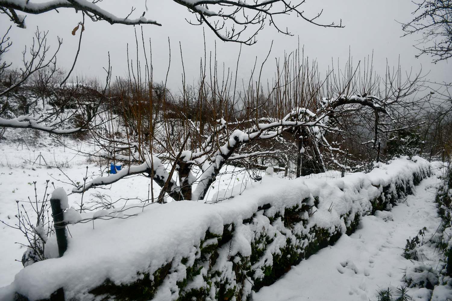 La borrasca Herminia deja un manto de nieve en San Cristobal de Valdueza  (20)