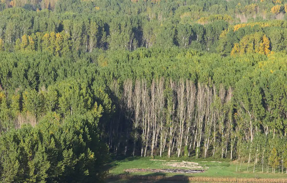 Bosque en el Bierzo