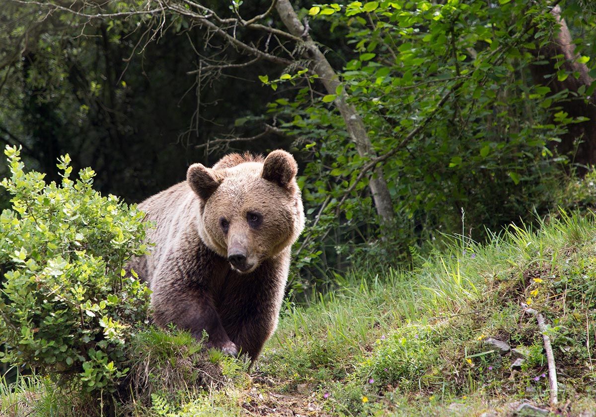 oso pardo