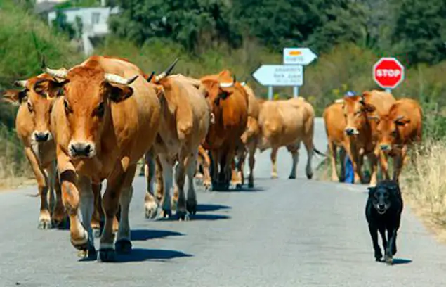 vacas.Un tercio de las explotaciones de vacuno de León sufren las consecuencias de la EHE