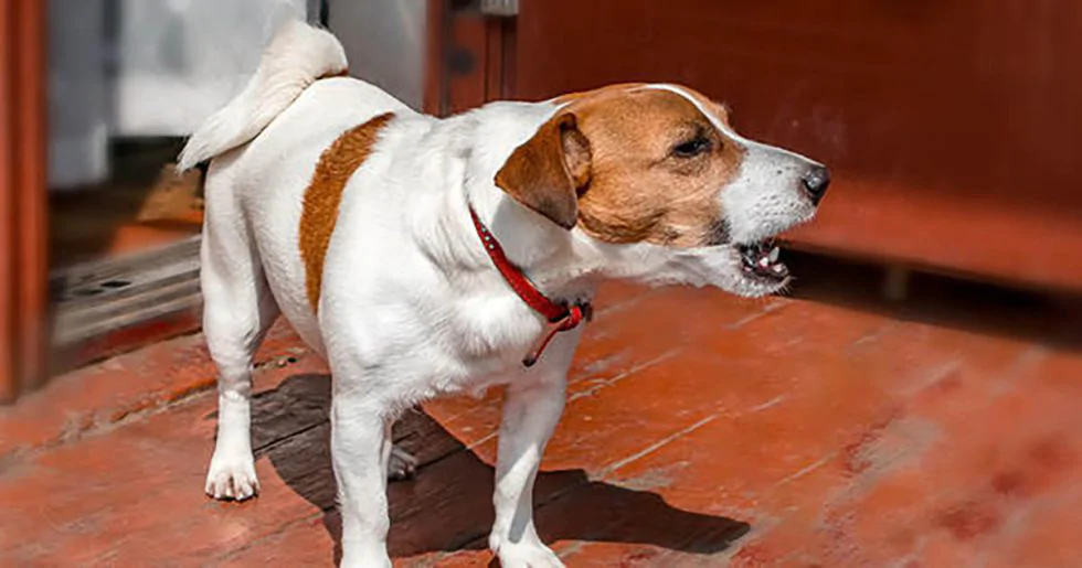 Perro ladrando