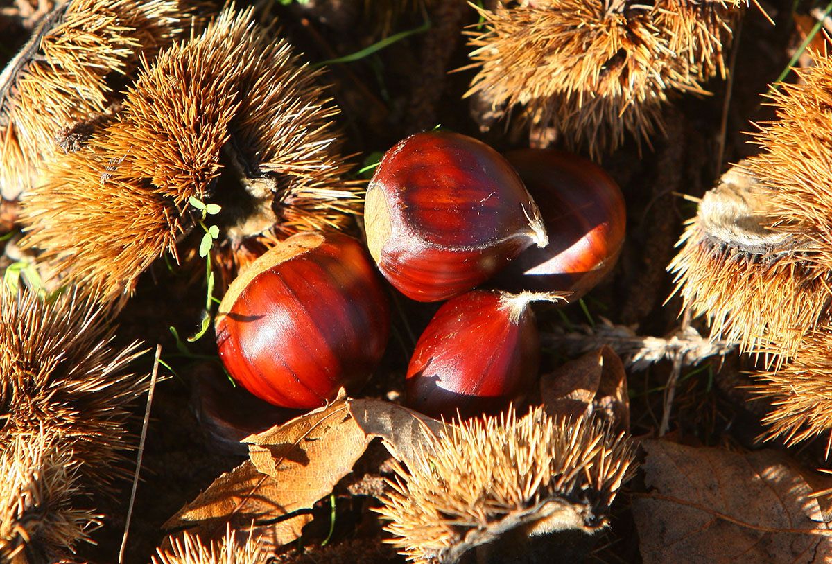 castanas bierzo