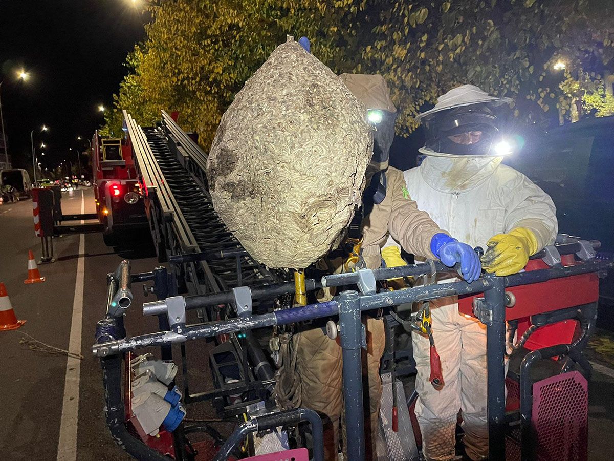 La avispa asiática incide ya en la carga de trabajo de los Bomberos de Ponferrada con 175 intervenciones en 2023