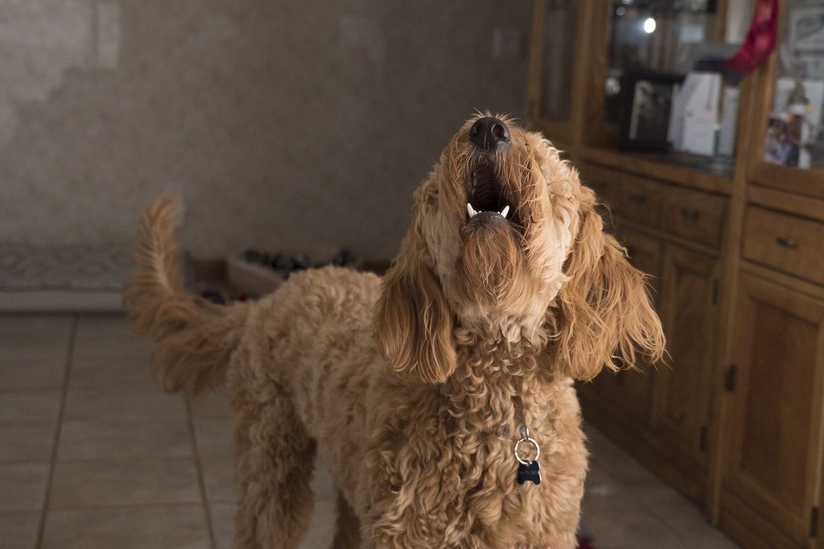 Imagen de archivo de un perro ladrando