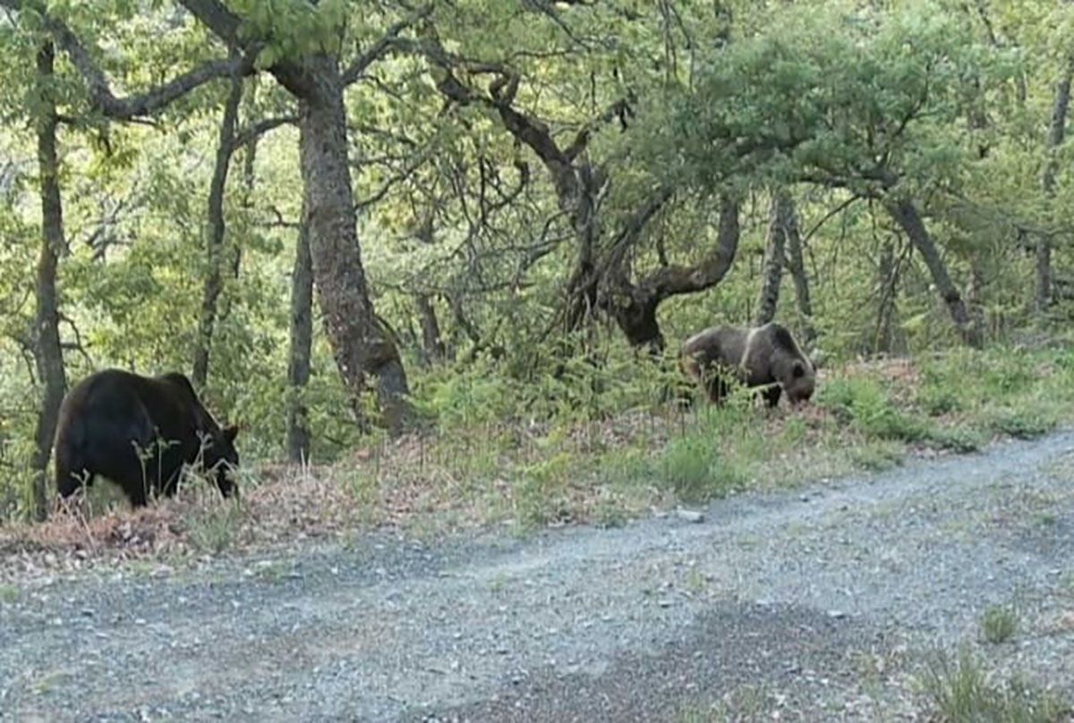 osos sierra gistredo