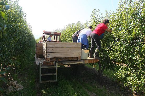 Fruticultores en una plantación de pera en la Comarca (César Sánchez)