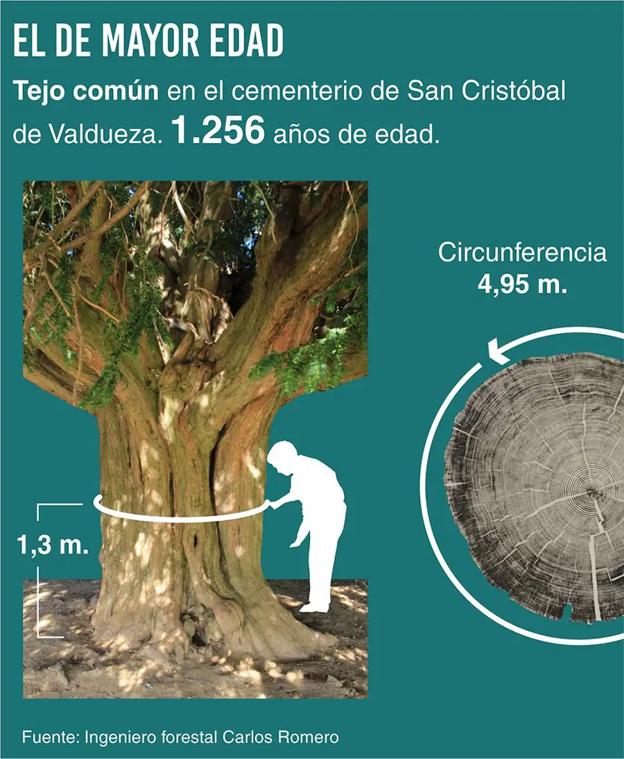 Los árboles monumentales del Bierzo, del Tejo milenario de San Cristóbal al  castaño más grande de España en Villar de Acero...
